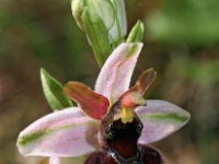 Ophrys castellana 9, Saxifraga-Hans Dekker