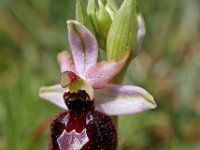 Ophrys catalaunica 1, Saxifraga-Hans Dekker