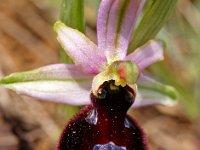 Ophrys catalaunica 3, Saxifraga-Hans Dekker