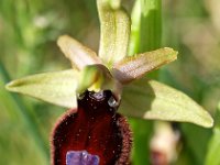 Ophrys catalaunica 5, Saxifraga-Hans Dekker