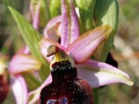 Ophrys catalaunica 6, Saxifraga-Hans Dekker