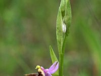 Ophrys cerastes 10, Saxifraga-Hans Dekker