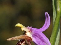 Ophrys cerastes 2, Saxifraga-Hans Dekker