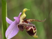 Ophrys cerastes 4, Saxifraga-Hans Dekker