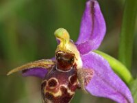 Ophrys cerastes 5, Saxifraga-Hans Dekker