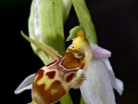 Ophrys cerastes 6, Saxifraga-Hans Dekker