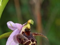 Ophrys cerastes 7, Saxifraga-Hans Dekker