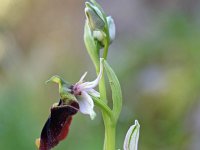 Ophrys chestermanii 1, Saxifraga-Jeroen Willemsen