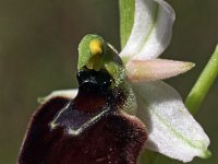 Ophrys chestermanii 11, Saxifraga-Hans Dekker
