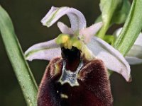 Ophrys chestermanii 12, Saxifraga-Hans Dekker