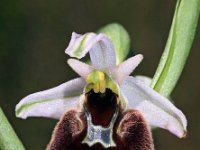 Ophrys chestermanii 13, Saxifraga-Hans Dekker