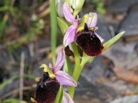 Ophrys chestermanii 14, Saxifraga-Hans Dekker