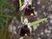Ophrys chestermanii 15, Saxifraga-Hans Dekker
