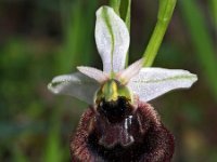 Ophrys chestermanii 16, Saxifraga-Hans Dekker