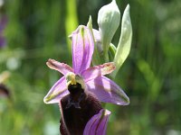 Ophrys chestermanii 4, Saxifraga-Jeroen Willemsen