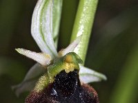 Ophrys chestermanii 5, Saxifraga-Hans Dekker