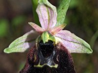 Ophrys chestermanii 6, Saxifraga-Hans Dekker