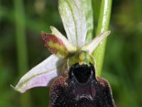 Ophrys chestermanii 7, Saxifraga-Hans Dekker
