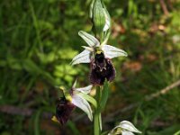 Ophrys chestermanii 8, Saxifraga-Hans Dekker