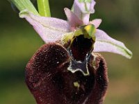 Ophrys chestermanii 9, Saxifraga-Hans Dekker