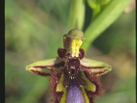 Ophrys ciliata 1, Saxifraga-Eugen Schaub