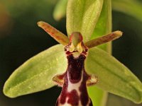 Ophrys cilicia 2, Saxifraga-Hans Dekker