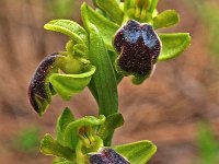 Ophrys cinereophila 1, Saxifraga-Hans Dekker