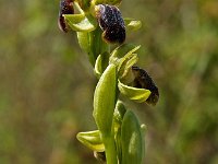 Ophrys cinereophila 2, Saxifraga-Hans Dekker