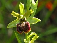 Ophrys classica 1, Saxifraga-Hans Dekker