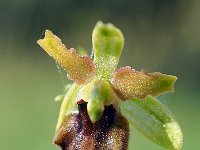 Ophrys classica 10, Saxifraga-Hans Dekker