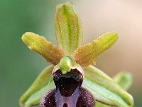 Ophrys classica 11, Saxifraga-Hans Dekker