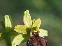 Ophrys classica 12, Saxifraga-Hans Dekker