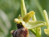 Ophrys classica 13, Saxifraga-Hans Dekker