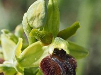 Ophrys classica 14, Saxifraga-Hans Dekker