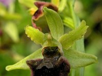 Ophrys classica 2, Saxifraga-Hans Dekker