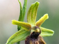 Ophrys classica 3, Saxifraga-Hans Dekker