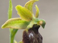 Ophrys classica 5, Saxifraga-Hans Dekker