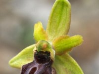 Ophrys classica 7, Saxifraga-Hans Dekker