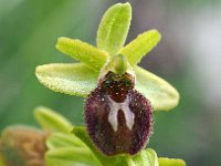 Ophrys classica 8, Saxifraga-Hans Dekker