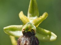 Ophrys classica 9, Saxifraga-Hans Dekker