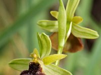 Ophrys climacis 1, Saxifraga-Hans Dekker
