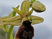 Ophrys climacis 3, Saxifraga-Hans Dekker