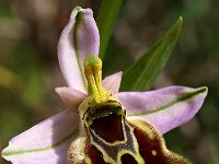 Ophrys collosaea 3, Saxifraga-Hans Dekker