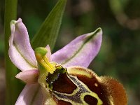 Ophrys collosaea 4, Saxifraga-Hans Dekker