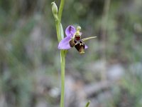 Ophrys cornuta 1, Saxifraga-Dirk Hilbers