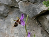 Ophrys cornuta 2, Saxifraga-Dirk Hilbers