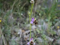 Ophrys cornuta 3, Saxifraga-Dirk Hilbers