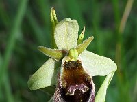 Ophrys crabonifera 10, Saxifraga-Hans Dekker