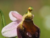 Ophrys crabonifera 11, Saxifraga-Hans Dekker