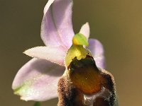 Ophrys crabonifera 14, Saxifraga-Hans Dekker